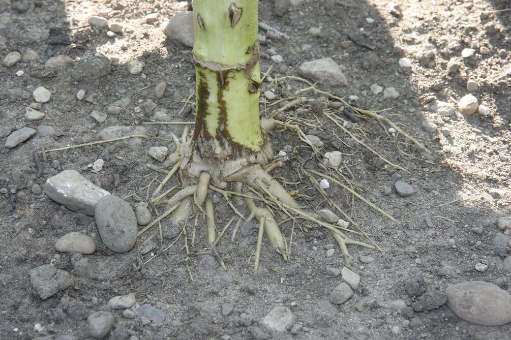 sunflower root for cervical osteochondrosis